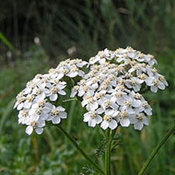 images/giftigpodie/Achillea.jpg