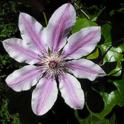 images/giftigpodie/Clematis.jpg