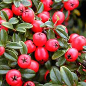 images/giftigpodie/Cotoneaster.jpg