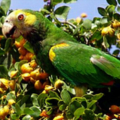 images/papegaaienpodie/Amazona/Amazona_barbadensis.jpg