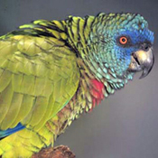 images/papegaaienpodie/Amazona/Amazona_versicolor1.jpg