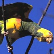 images/papegaaienpodie/Amazona/Amazona_xanthops.jpg