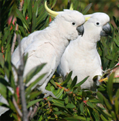 images/papegaaienpodie/Kakatoes/Cacatua_galerita1.jpg