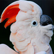 images/papegaaienpodie/Kakatoes/Cacatua_moluccensis.jpg