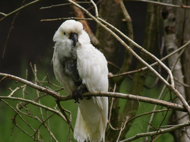 2012-05-20 Birdsymposium papegaaien