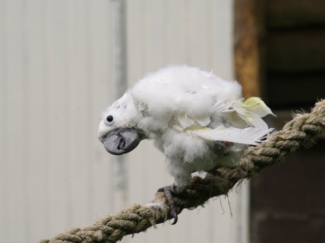 2012-05-20 Birdsymposium papegaaien