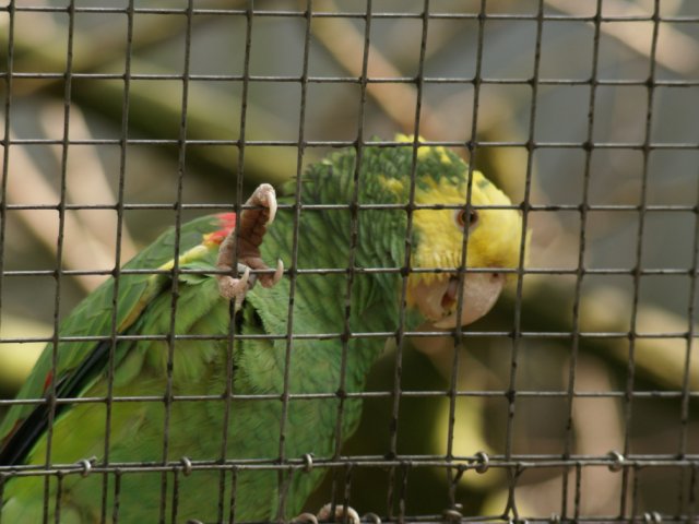 2012-05-20 Birdsymposium papegaaien