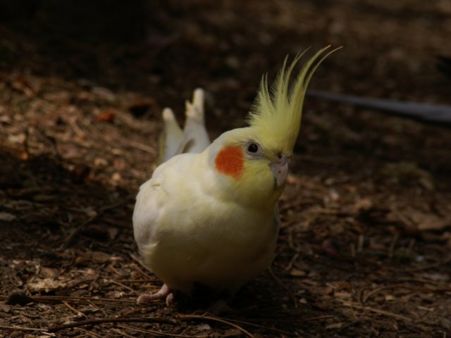 2012-05-20 Birdsymposium papegaaien