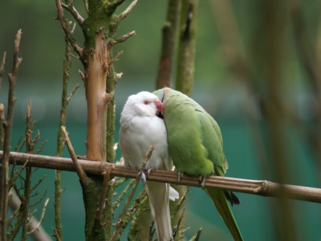 2012-05-20 Birdsymposium papegaaien