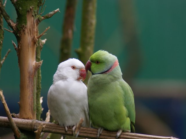 2012-05-20 Birdsymposium papegaaien