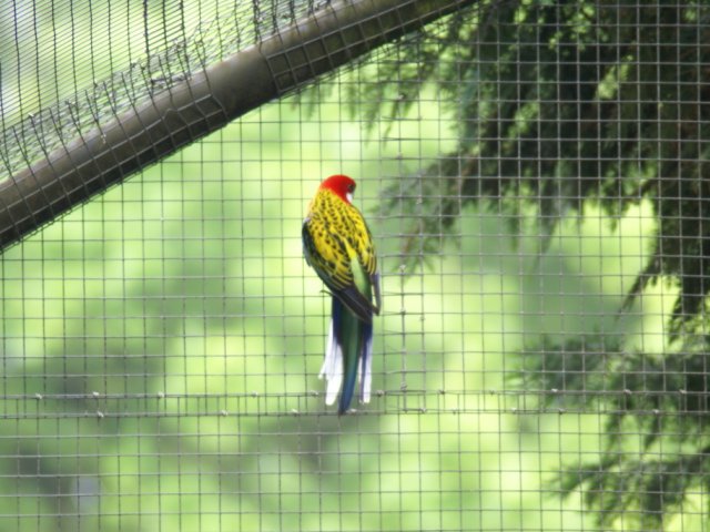 2012-05-20 Birdsymposium papegaaien